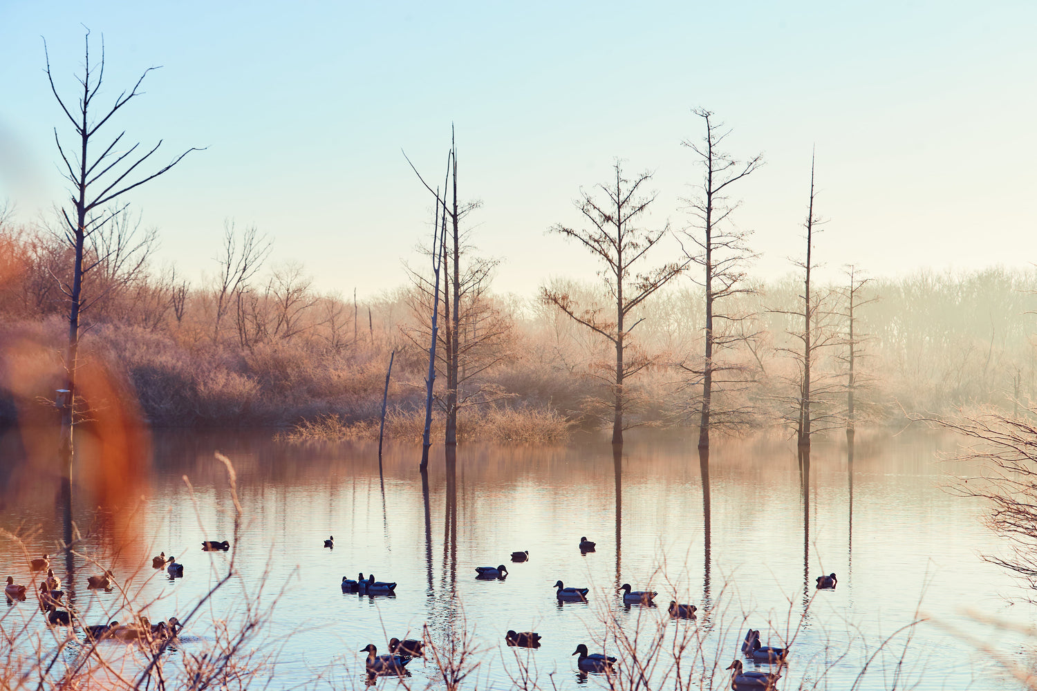 A Note to Experienced Waterfowlers