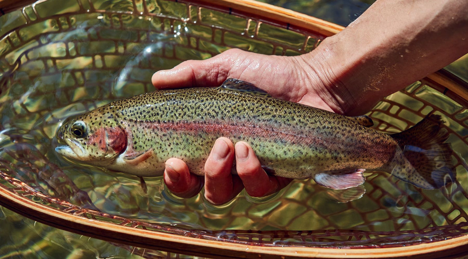 Blue Lining For Trout: Stepping Off The Beaten Path