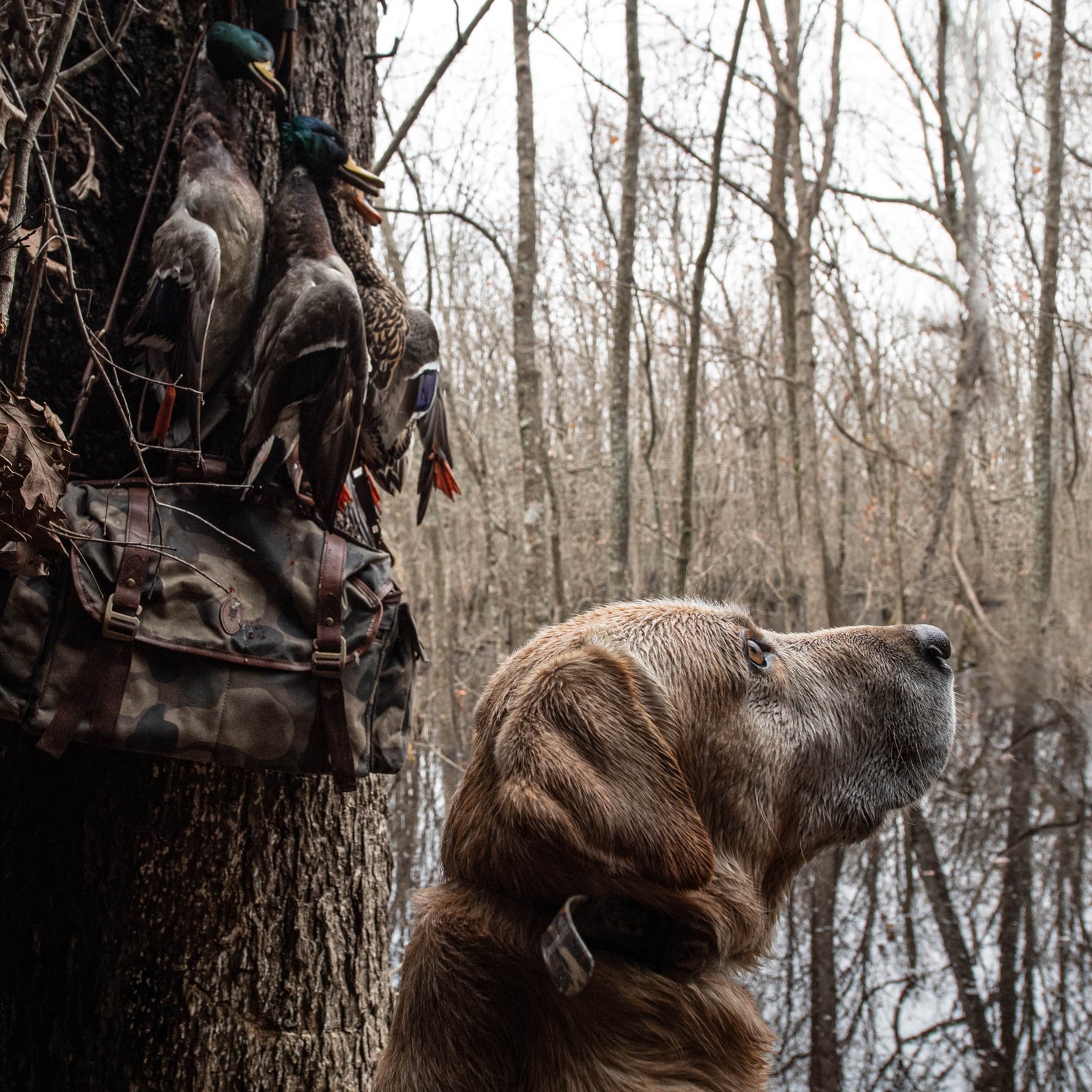 End of Season Waterfowl Report