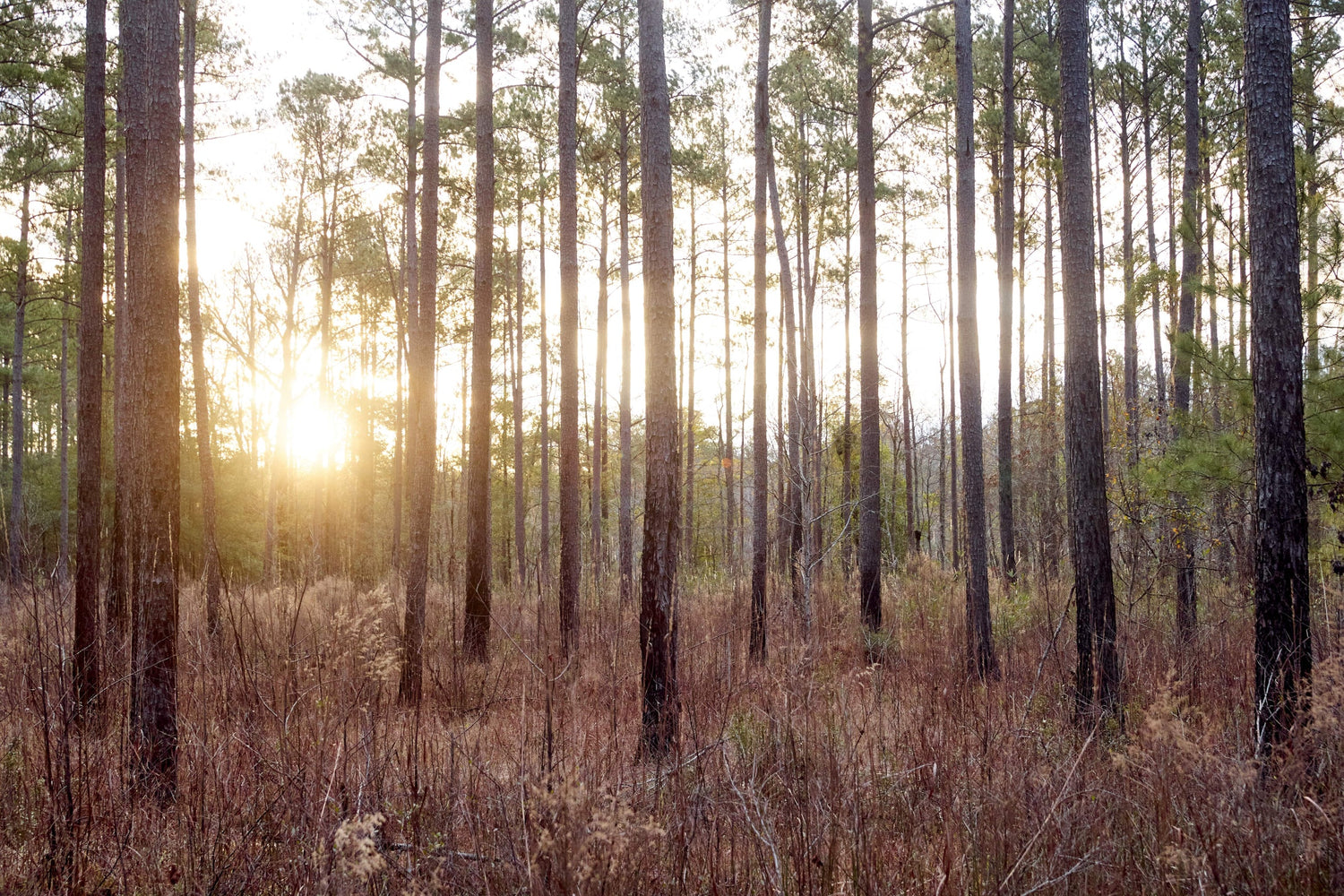 From the Editor in Chief: On Becoming