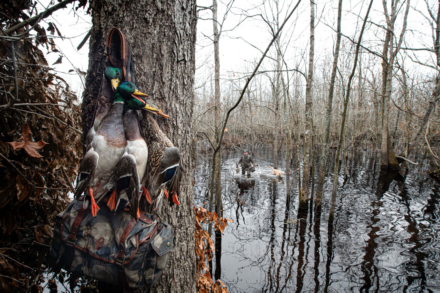 Waterfowl Season Preview: Predictions on Duck Populations