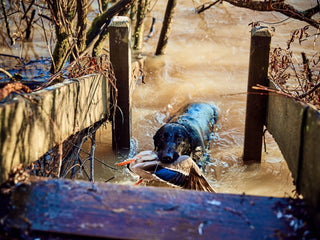 A black dog stands in muddy water, holding a duck in its mouth, between wooden rails in an outdoor setting.