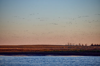 A vast flock of birds flies across an open sky at dusk, above a flat, grassy landscape with a body of water in the foreground.