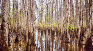 A flooded forest with tall, leafless trees reflected in the water, with a few green leaves beginning to sprout.