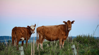 Two cows stand in a grassy field at dusk, with a backdrop of trees and a pinkish sky.