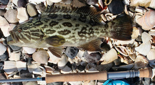 A spotted fish lies on a bed of shells and pebbles next to a fishing rod.