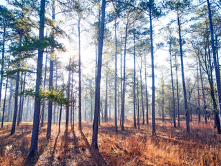 Tall, thin trees with sparse needles in a sunlit forest, casting long shadows on the dry, grassy ground.