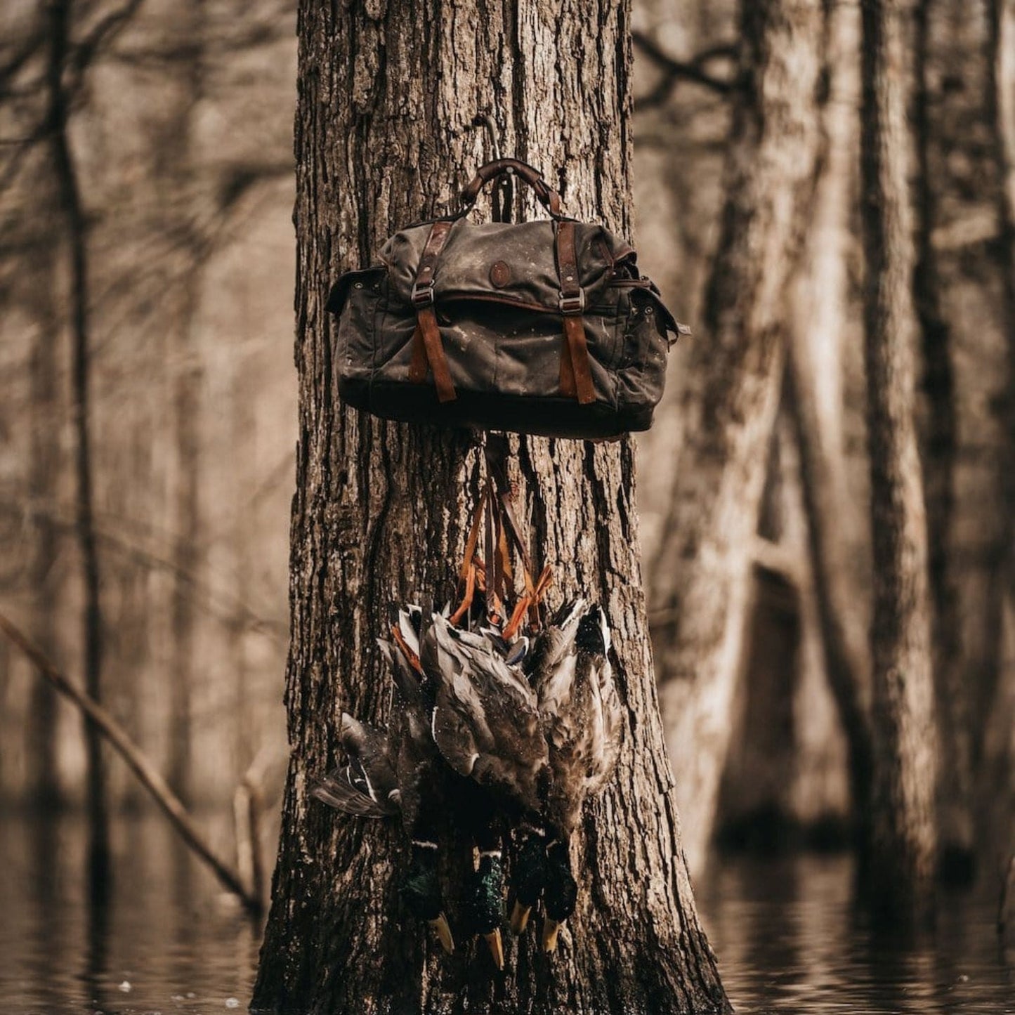 Bark
